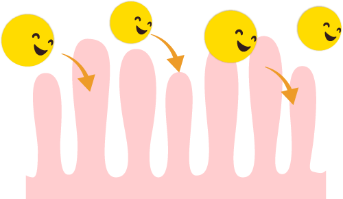 腸とイミューナ-1